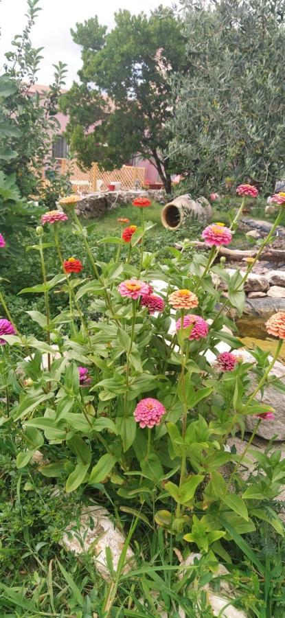 Albero Della Musica Bed & Breakfast Sassari Luaran gambar